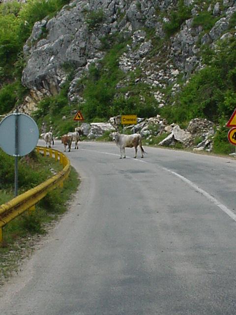 090_Viecher auf der Strasse BiH